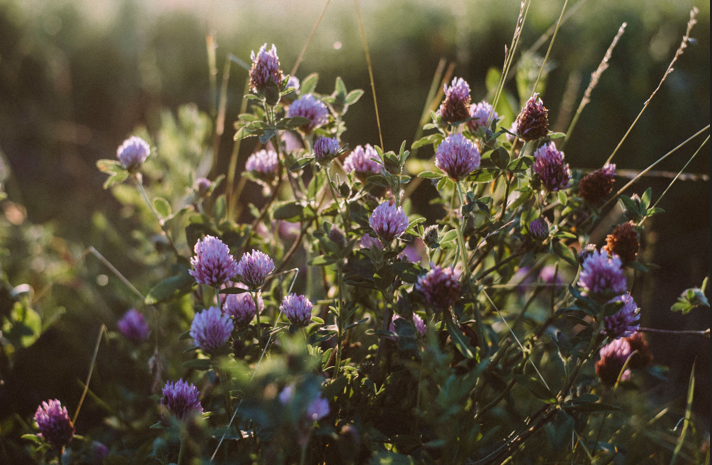 Close-up of purple clover blossoms among green leaves in a sunlit field.